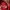 Nike Avant Garde Track jacket Pria red photo 4