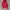 Nike Avant Garde Track jacket Pria red photo 1