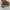supra ftwr co camo army photo 4
