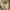 Polo Ralph Lauren Vintage Casual Polo shirt Pria cream tan photo 4