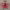 Eider Sportswear Sneakers Pria red photo 3