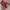 Eider Sportswear Sneakers Pria red photo 2