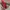 Eider Sportswear Sneakers Pria Red