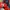 Sportswear Sneakers Pria navy red photo 7