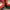 Sportswear Sneakers Pria navy red photo 6