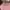Cat n Jack Casual Hoody Pria pink blue photo 2