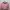 Coquette Cardigan Wanita Pink