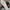 Tod's Casual Sneakers Pria tan brown photo 8