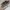 Tod's Casual Sneakers Pria tan brown photo 1