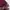 Uniqlo Casual Puffer jacket Wanita burgundy photo 4