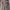 Luxury Casual Culotte Wanita tan photo 3