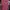 Adidas Streetwear Sportswear Hoody Wanita pink photo 6