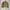 Polo Ralph Lauren Vintage Harrington jacket Pria tan photo 6