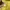 Semantic Design Vintage Y2K T-shirt Pria yellow photo 4