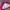 Vintage Sportswear Windbreaker Pria pink photo 8