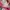 Hollister Streetwear Casual Hoody Pria pink photo 2