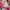 Hollister Streetwear Casual Hoody Pria Pink