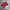 Adidas Casual Boots Pria red photo 1