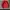 Polo Ralph Lauren Luxury Pria red photo 1