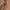 Japanese brand Minimalist Casual Belt Pria navy brown photo 2