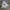 Dickies Outerwear Kids cream photo 1