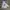 Dickies Outerwear Kids Cream