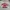 Dickies Outerwear Kids cream photo 2