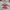 Dickies Outerwear Kids Cream