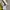 H&M Luxury Lolita Wanita yellow photo 5