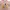 Disney Lolita Fairy T-shirt Pria pink photo 2
