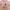Disney Lolita Fairy T-shirt Pria Pink