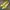 Valentino Luxury Goth Wedge Wanita yellow photo 2