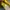 Valentino Luxury Goth Wedge Wanita yellow photo 6