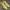 Valentino Luxury Goth Wedge Wanita yellow photo 1