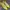 Valentino Luxury Goth Wedge Wanita Yellow