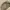 Kangol Streetwear Sportswear Bag Pria brown photo 8