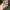 Guess Minimalist Sunglass Wanita multicolor black photo 3