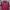 Adidas Sportswear Jersey Pria red photo 1