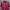 Adidas Sportswear Jersey Pria Red