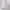 Polo Ralph Lauren Luxury Casual Polo shirt Pria cream tan photo 5