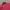 Biker Outerwear Kids burgundy photo 2
