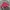 Biker Outerwear Kids burgundy photo 1