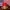 Casual Hat Pria red photo 4