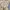 Japanese brand Fairy Coquette Summer dress Wanita cream brown photo 2