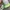 Nike Vintage Sportswear Sneakers Pria green white photo 8