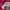 Sportswear Casual T-shirt Pria red photo 5