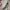 Tory Burch Luxury Casual Crossbody Bag Wanita cream photo 3