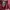 Element Streetwear Sportswear Hoody Pria burgundy photo 5