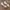 Charles and Keith Vintage Heels Wanita tan cream photo 2