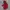 NEPA Gorpcore Track jacket Wanita red photo 1